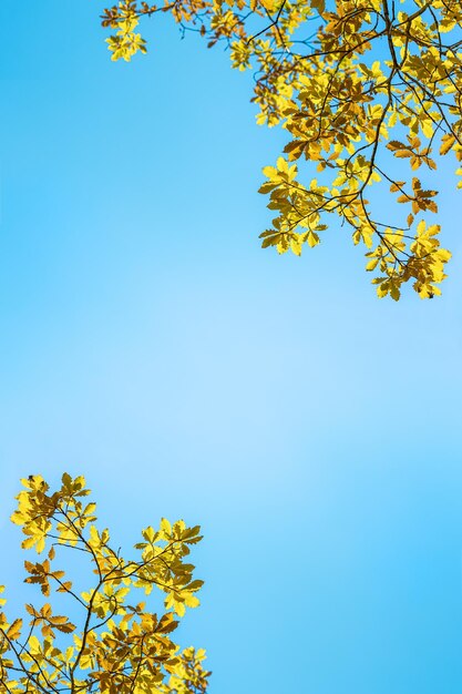 Greeting card or invitation for any autumn holidays with branches of oak tree with fall yellow gold leaves on blue sky background copy space for text in middle vertical format