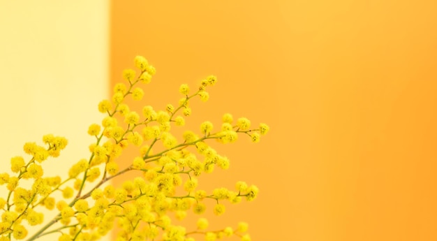 Greeting card with copy space Spring yellow mimosa branch on yelloworange backdrop