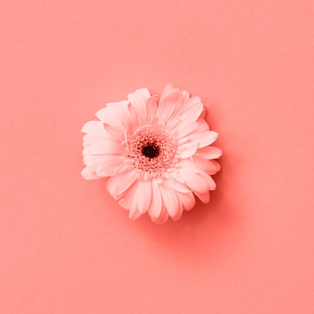 Greeting card with fresh gerbera flower in a color of living coral on a same color background nature