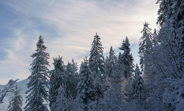 Greeting card with View of snowy pine trees on Carpathian mountains in Ukraine