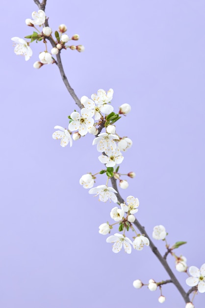 Greeting postcard with tender blooming cherry branch