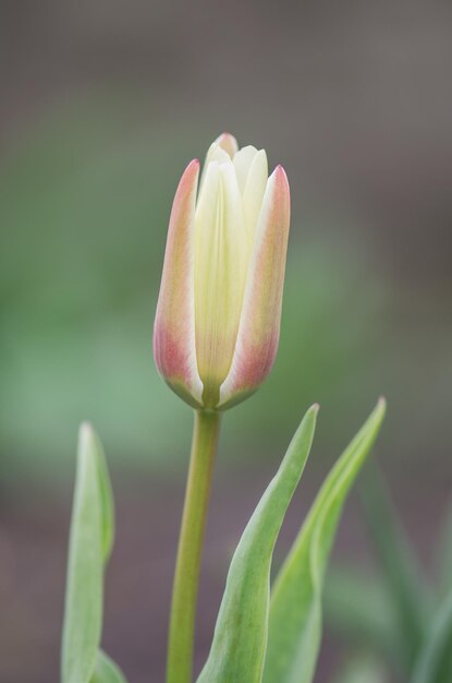 Greig's tulpen in het veld op tulpenboerderij Helder bloeiende tulpen die in de lentetuin groeien