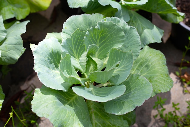 Gren cabbages growing in pots