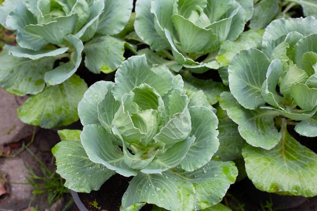 Gren cabbages growing in pots