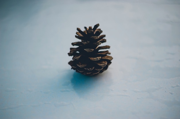 Grenen en pijnbomen komt voor in de bergen tijdens de koude winterbomen. en de den is droog.