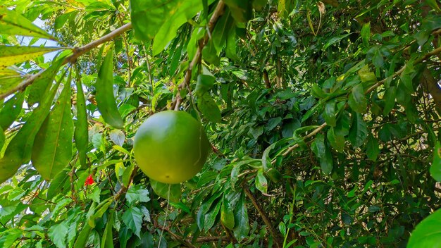 grenn maja fruit Aegle marmelos