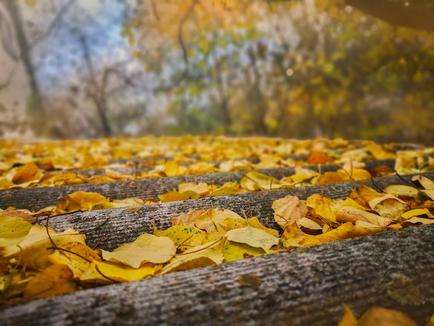 Grenskader van de herfstbladeren die op landschapsachtergrond vallen Kleurrijk gebladerte in het park