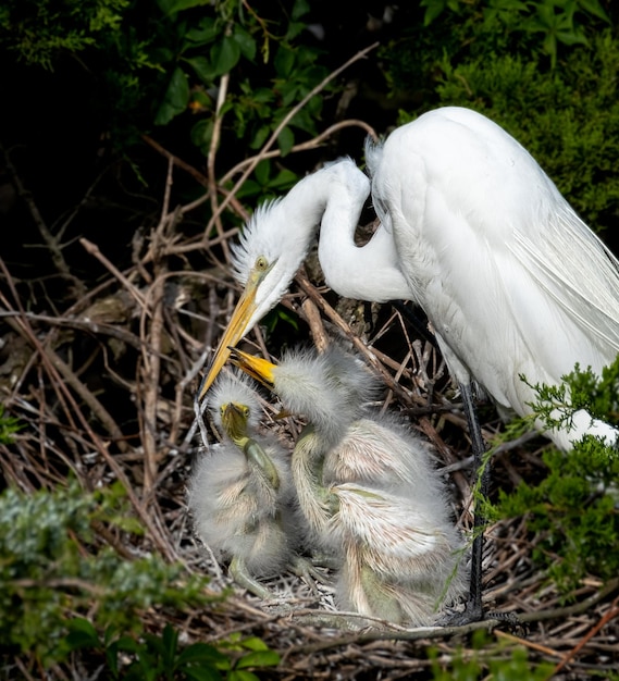 Foto gret egret moeder en baby