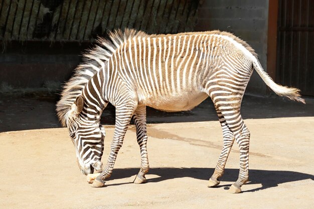 Зебра Греви Equus grevyi в своей конюшне