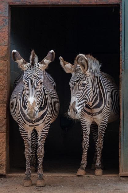 Photo grevy's zebra