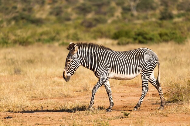 A Grevy Zebra is grazing in the countryside of Samburu in Kenya