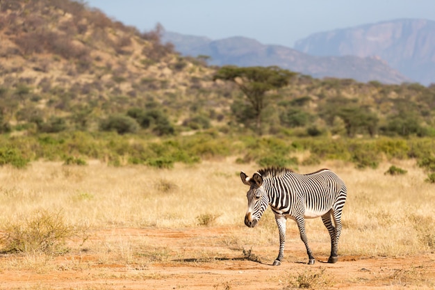 The Grevy Zebra is grazing in the countryside