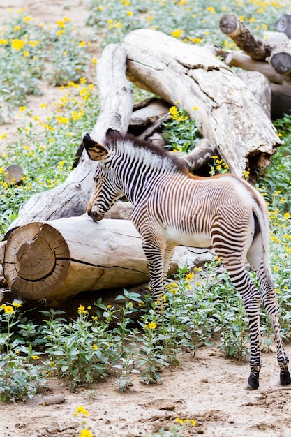 Grevys zebras is most endangered of species of zebra.