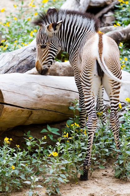 Photo grevys zebras is most endangered of species of zebra.