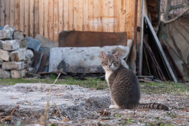 Фото Серый и белый кот сидит на заднем дворе и смотрит в камеру