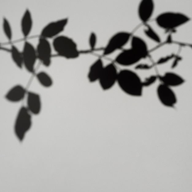 Фото Серый фон с тенью листьев