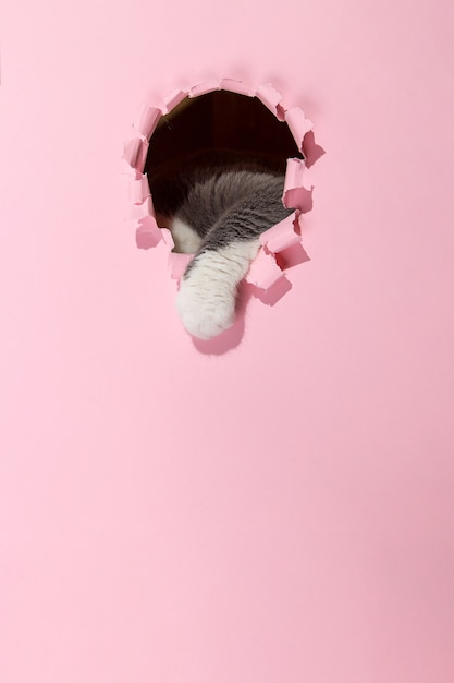 Grey beautiful cute cat peeks out of a hole in pink paper. copy space.