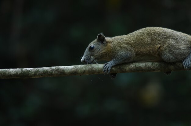 Grey-bellied squirrel in forest