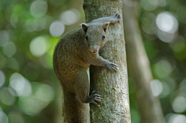 Grey-bellied squirrel in forest