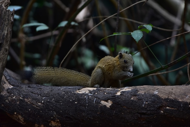 Grey-bellied squirrel in forest