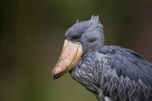 A grey bird with a large beak and a black beak.