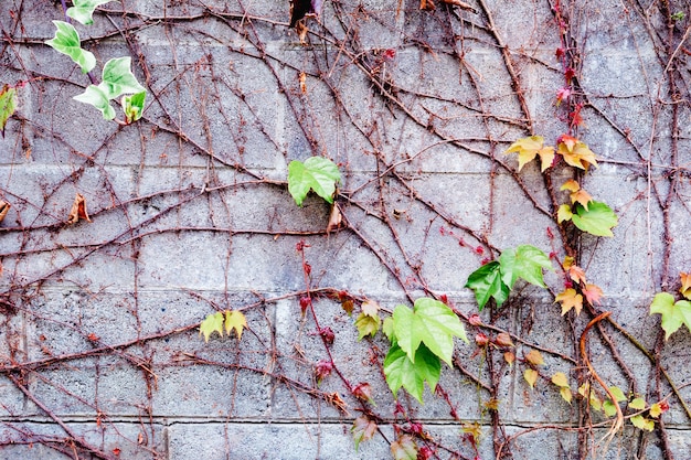 Grey brick wall with many plants around