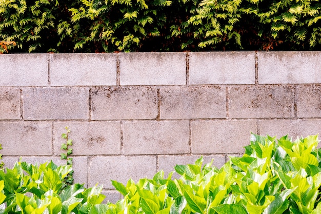 Grey brick wall with many plants around