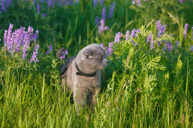 Grey british cat in the grass