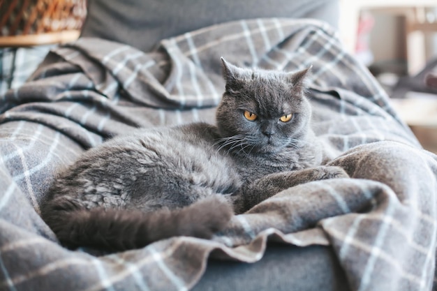 Photo grey british cat on a grey blanket