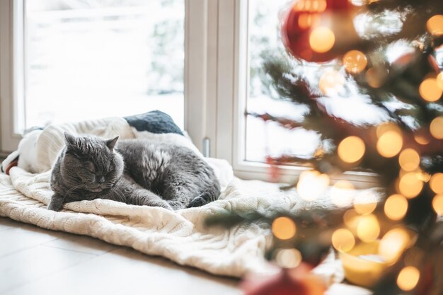 Grey British cat lying on a warm blanket near the Christmas tree