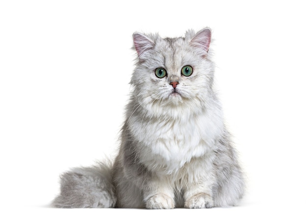 Grey British Longhair sitting, white