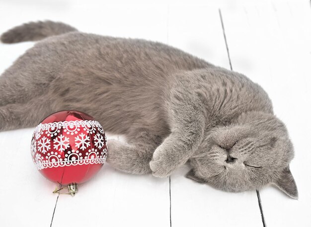 grey british shorthair cat sleeping next to red christmas ball on white rustic floor holiday selebration with lovely home pets gifts for cat