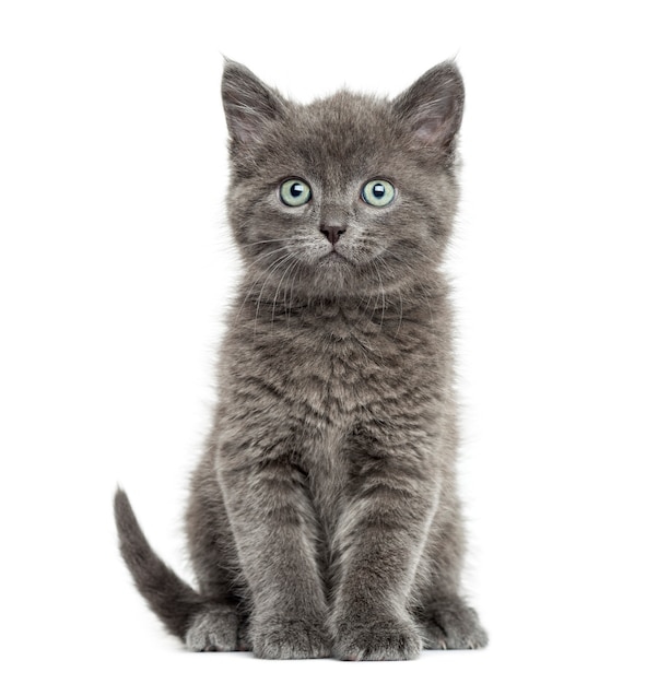 Grey British Shorthair sitting, 7 weeks old, isolated on white