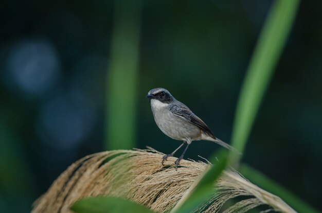 Grey Bushchat (Saxicola ferreus) bird