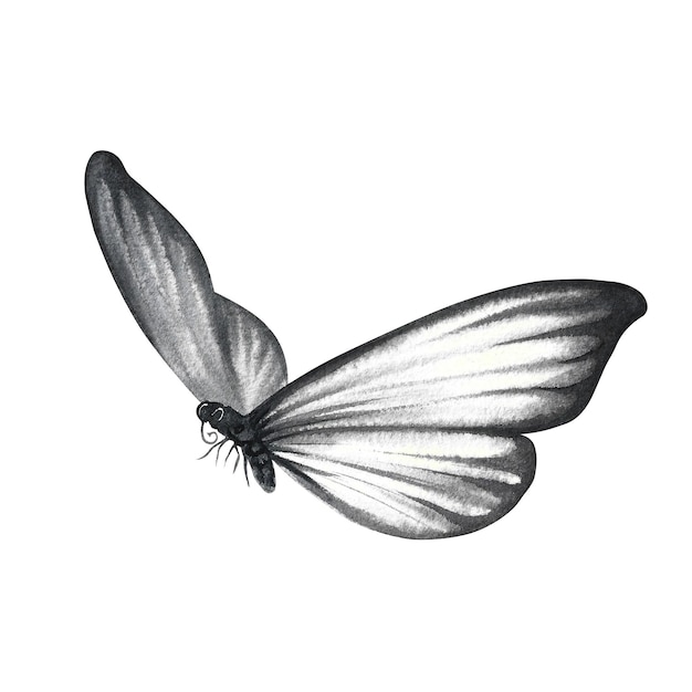 The grey butterfly is flying A hand drawn watercolor illustration Isolate