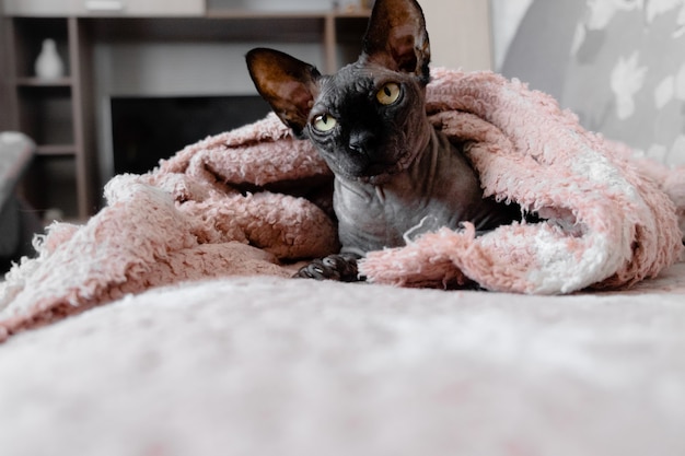 Grey  canandian spynx cat sitting relaxing.