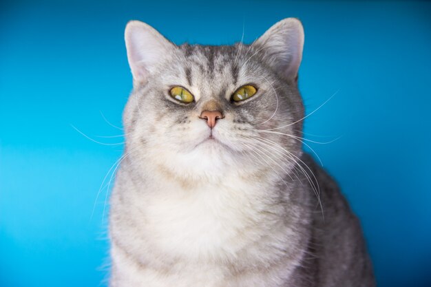 Grey cat on blue 