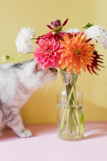 Photo grey cat and bouquet of dahlia