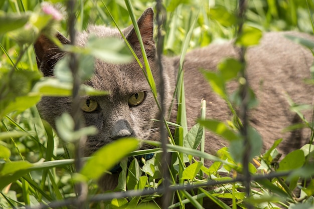 Grey cat in the bush