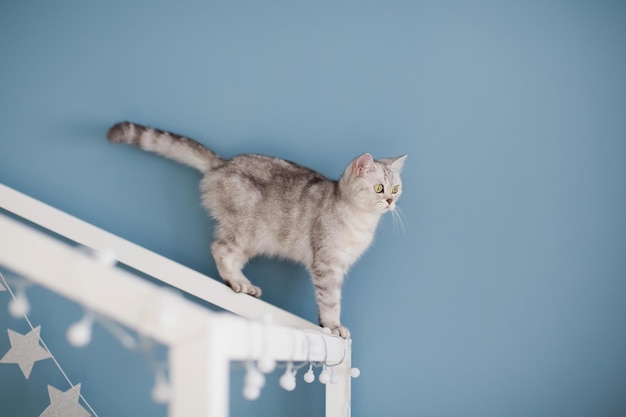 Grey cat on the childs bed