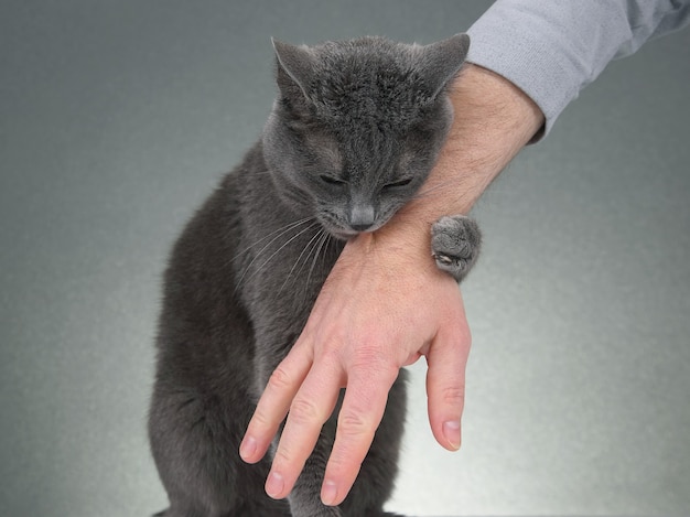 Grey cat clasped his paws a man's hand