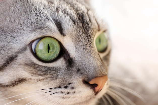 Grey cat close up