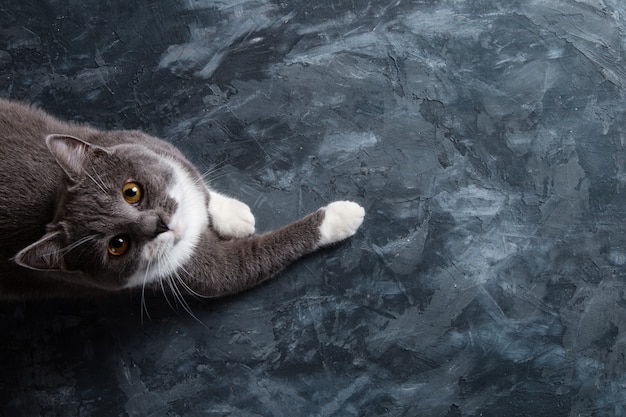 Серая кошка на темном бетонном фоне, что-то тянется, вид сверху, бланк, копия пространства.