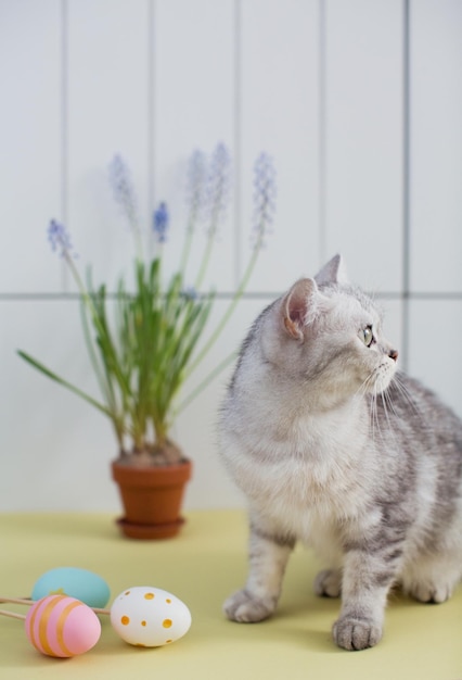 Grey cat easter eggs and muscari in a clay flowerpot