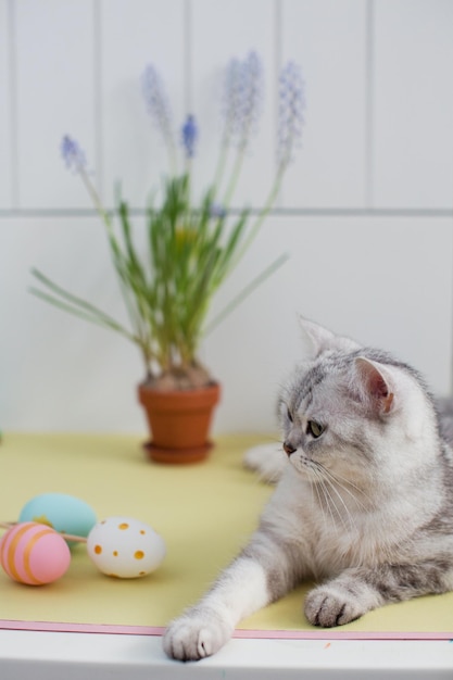 粘土の植木鉢に灰色の猫のイースターエッグとムスカリ