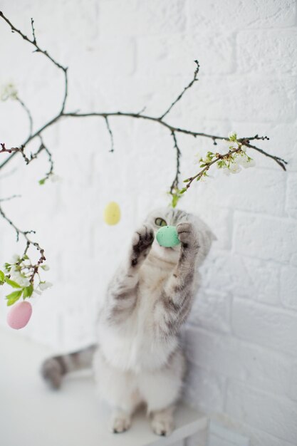 Grey cat and Easter eggs tree