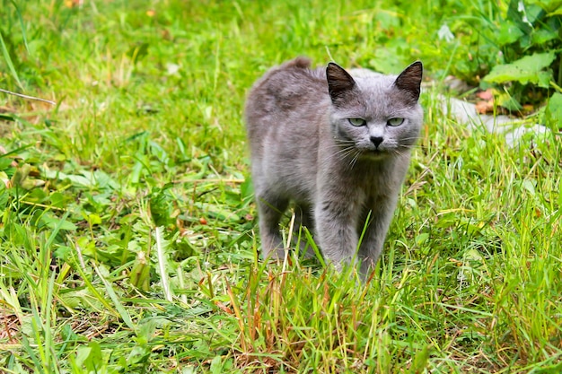 Grey cat in the grass