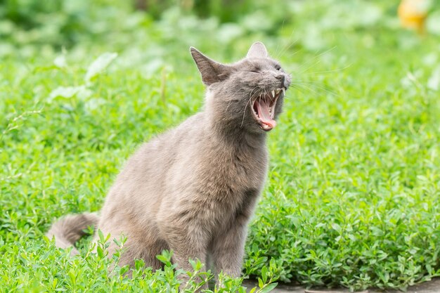 Grey cat on grass