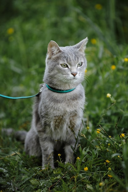 A grey cat in the green grass