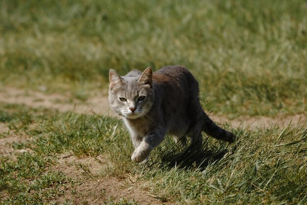 A grey cat in the green grass